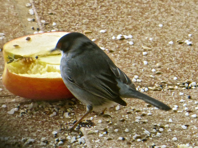 IMG_9574.JPG