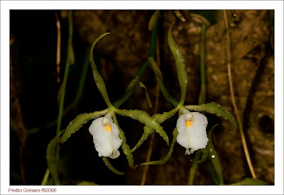 IMG_9624+Orquideas+web.jpg
