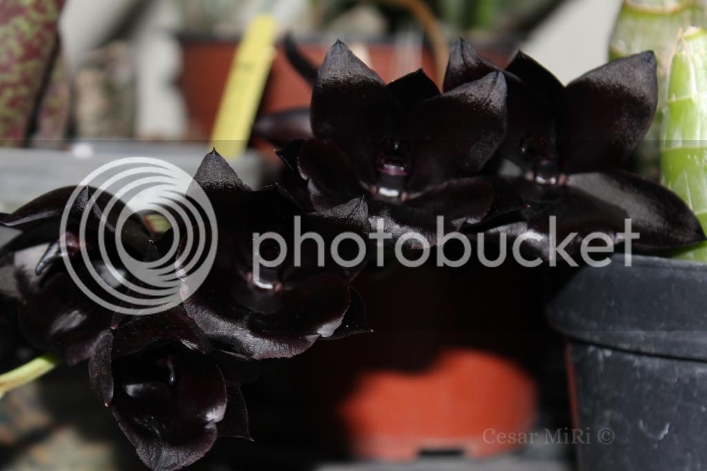 IMG_9858_zps62909592.jpg