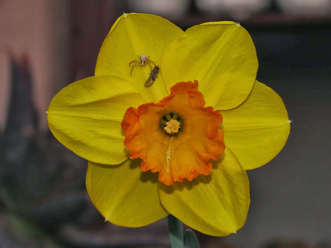IMG_9887.JPG