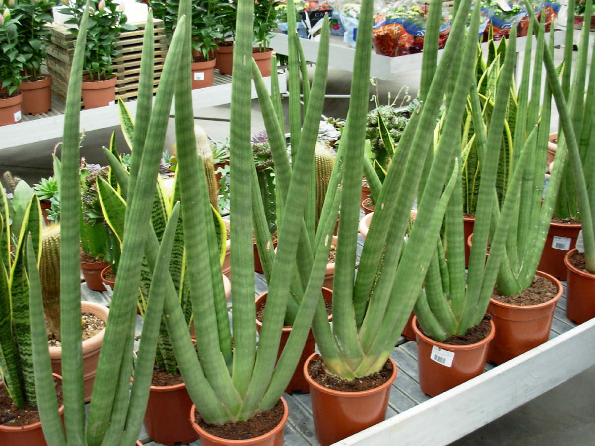 img_sansevieria_cylindrica_02.jpg
