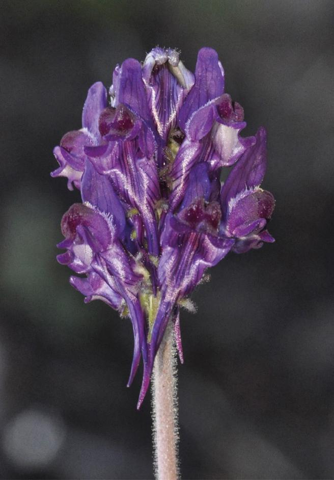 img_smauri_20200108-174610_imagenes_lv_terceros_plantas_1-k8lF--656x941@LaVanguardia-Web.jpg