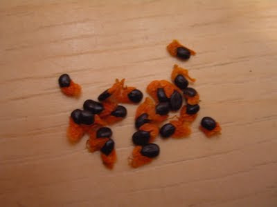 IMGP0111.JPG