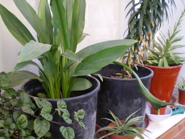 IMGP0180.jpg