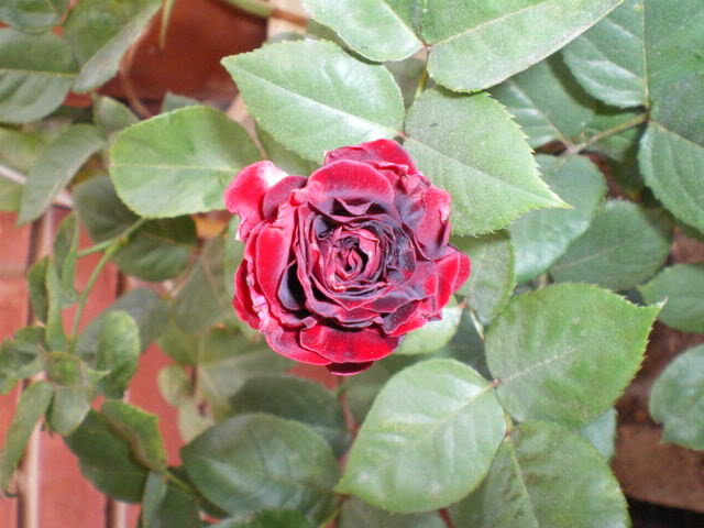 IMGP0198.jpg