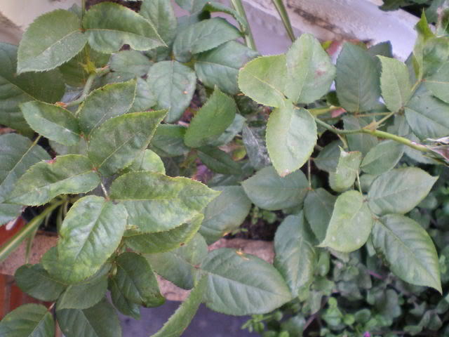 IMGP0200.jpg