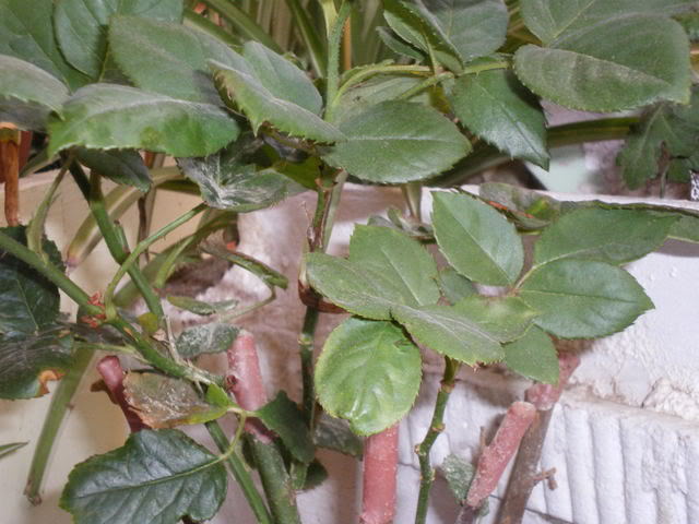IMGP0206.jpg