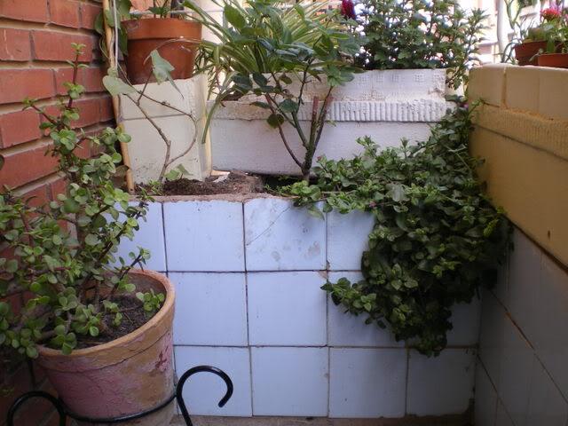 IMGP0211.jpg