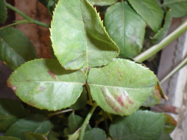IMGP0218.jpg