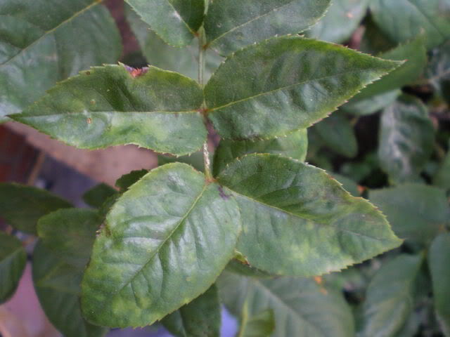 IMGP0221.jpg