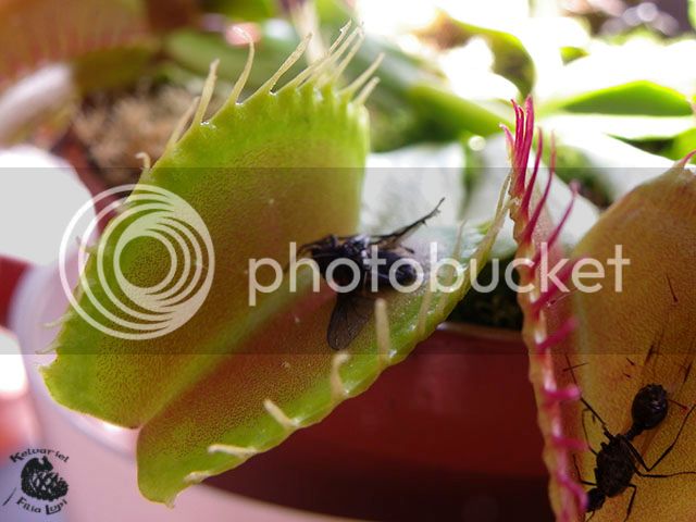 IMGP0231_zpsezgy5lvn.jpg