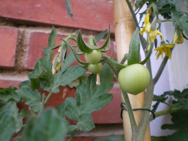 IMGP0237.jpg
