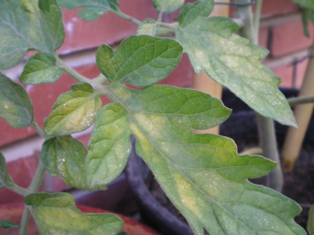 IMGP0239.jpg