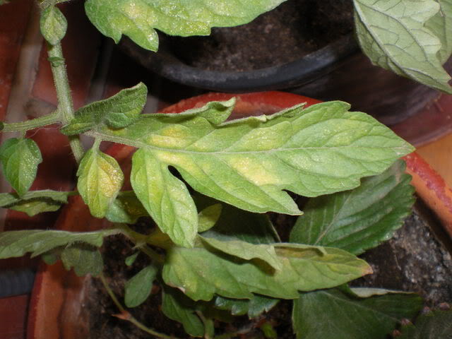 IMGP0240.jpg