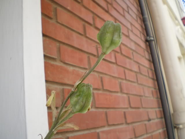 IMGP0249.jpg