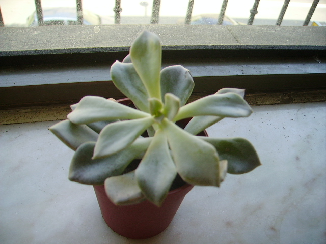 IMGP0371.JPG