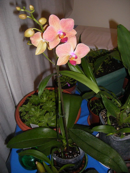 IMGP0446.jpg