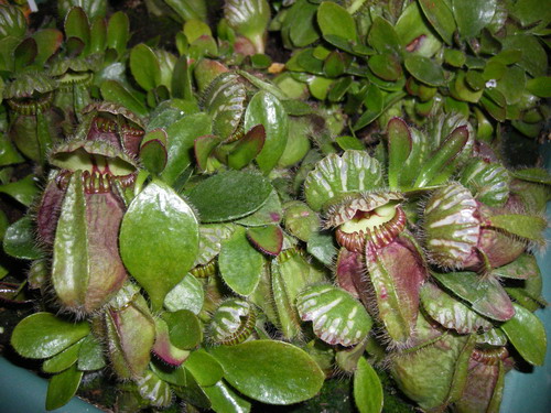 IMGP0450.jpg