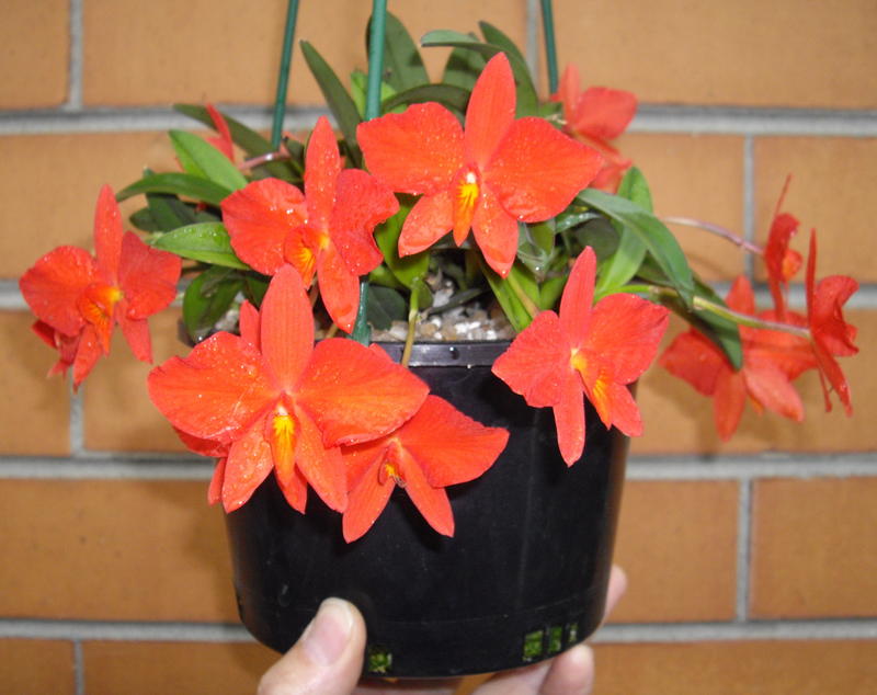 IMGP0621.jpg