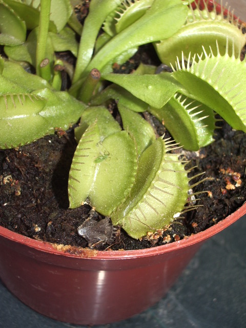 IMGP0634.JPG