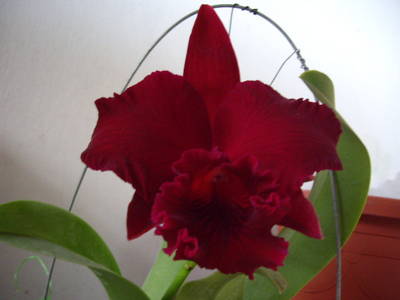 IMGP0661.JPG