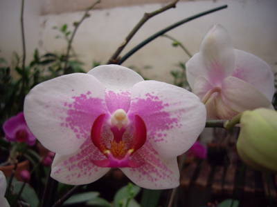 IMGP0677.JPG