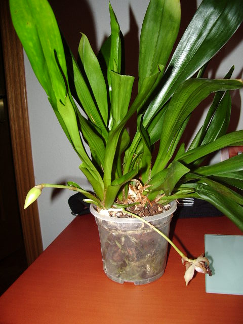 IMGP0733.JPG