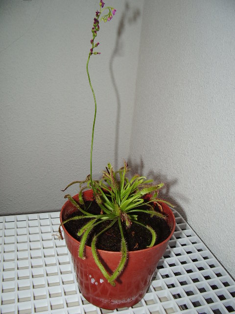 IMGP0742.JPG