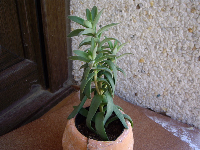 IMGP0791.JPG