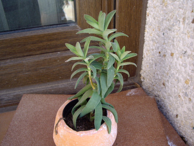 IMGP0792.JPG