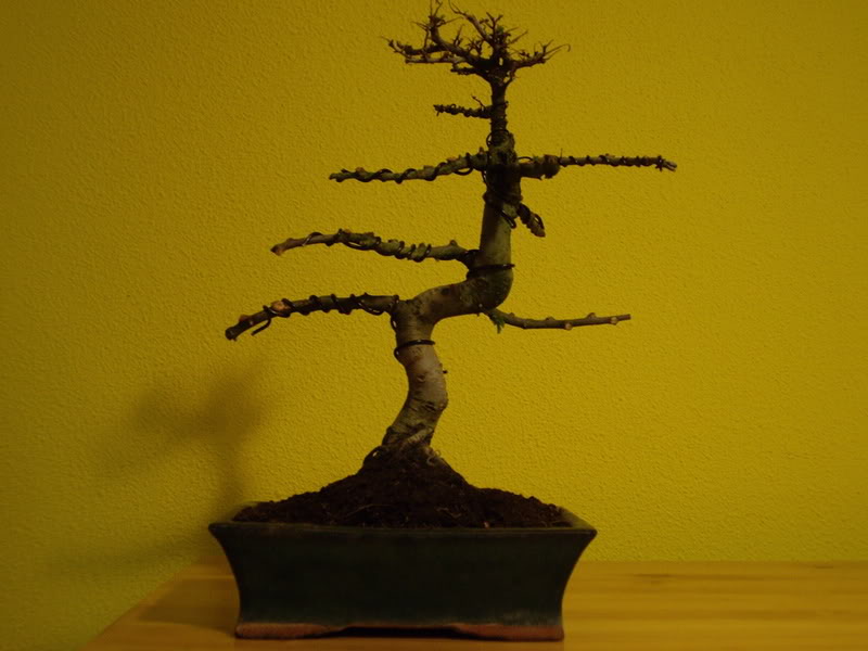 IMGP1025.jpg