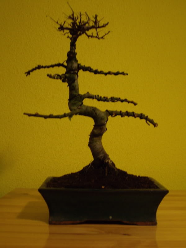 IMGP1027.jpg