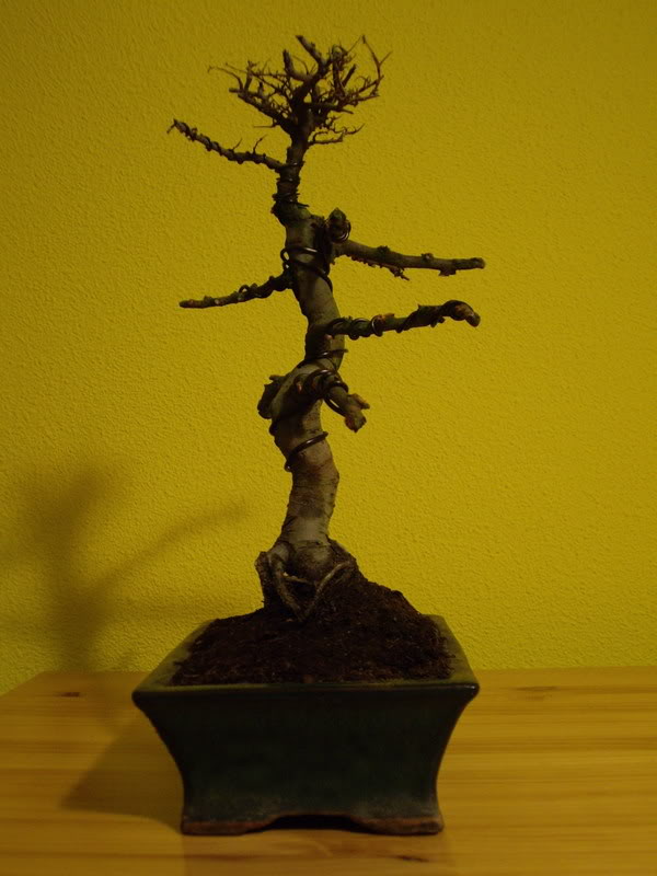 IMGP1028.jpg