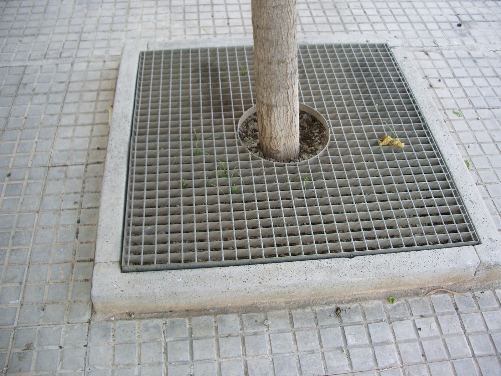 IMGP1047.JPG