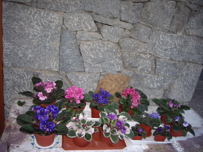 IMGP1330.jpg