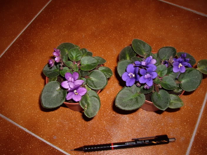 IMGP1355.jpg