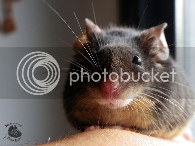 IMGP1376_zpsgyoohnwo.jpg