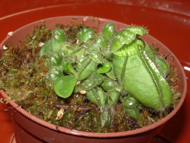 IMGP1534.JPG