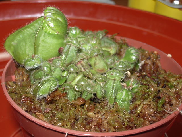IMGP1535.JPG