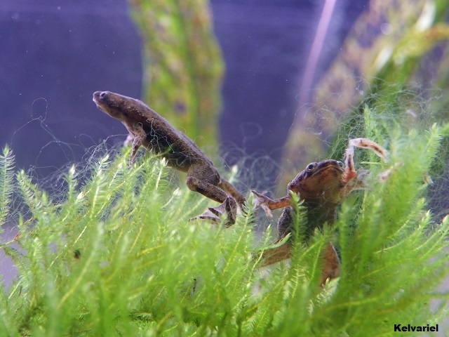 IMGP1730_zps2cca8ad9.jpg