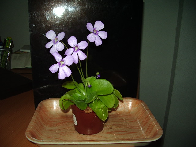 IMGP1769.JPG