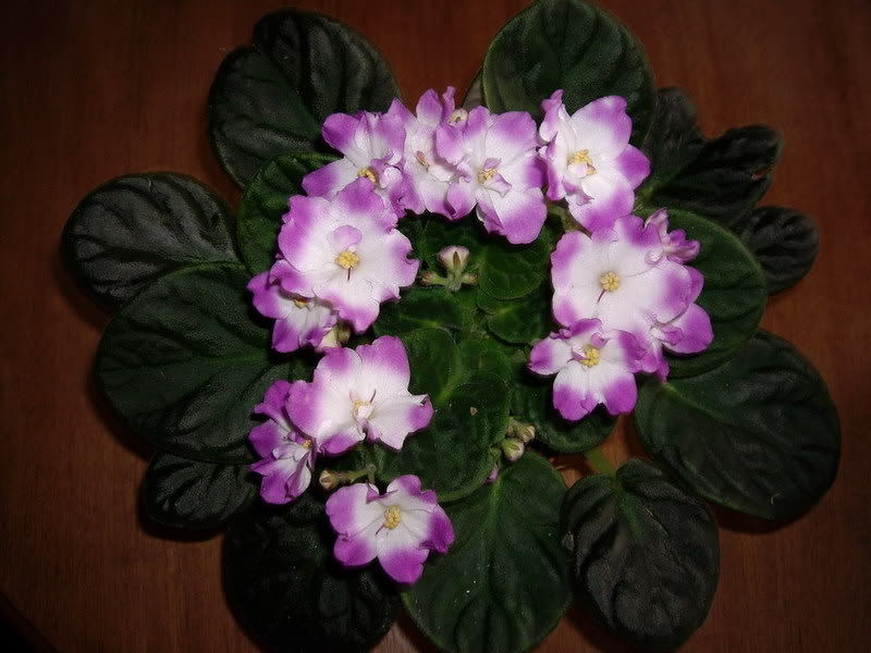 IMGP1951.jpg