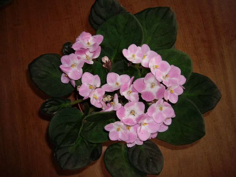 IMGP1952.jpg