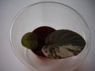 IMGP2003.jpg