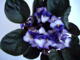 IMGP2044.jpg