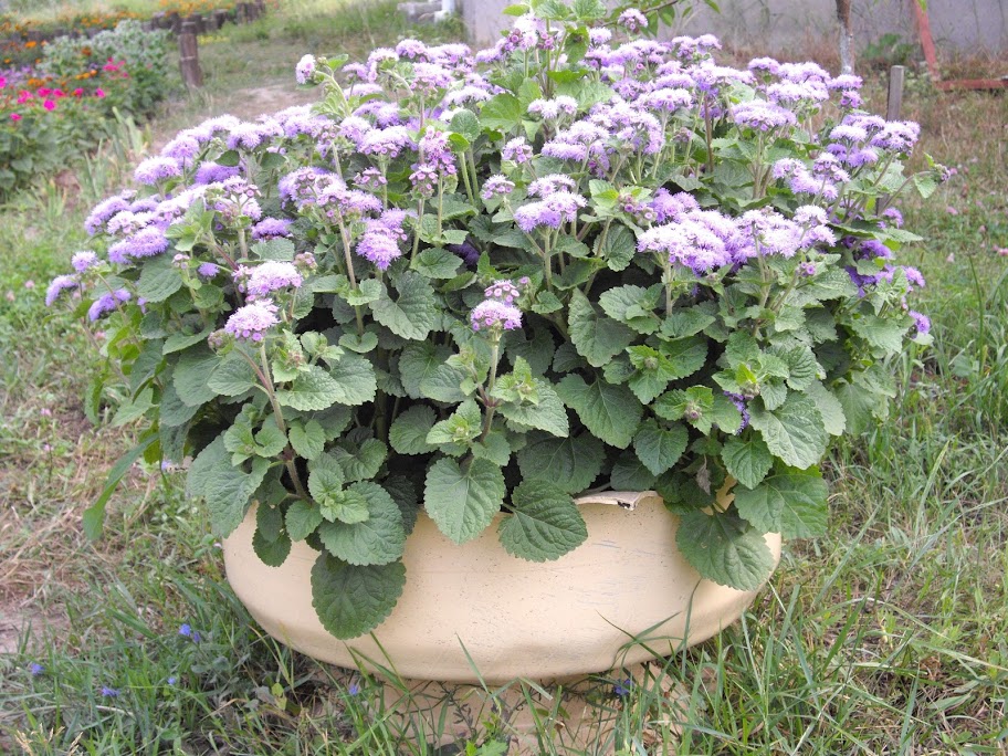 IMGP2586.JPG