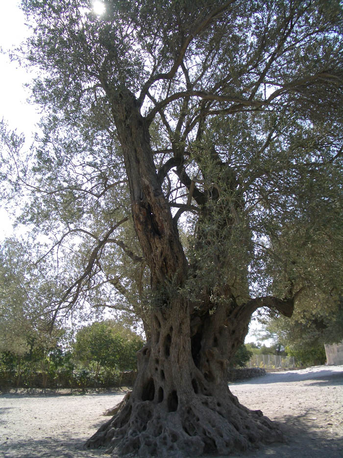 IMGP2611.jpg