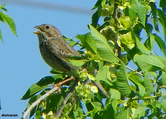 IMGP3086_zpsc701c465.jpg