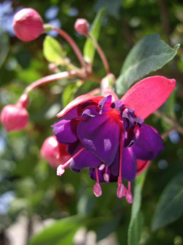 IMGP3983.jpg