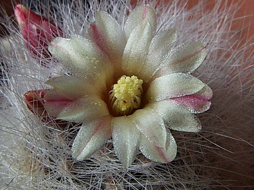IMGP4039.JPG